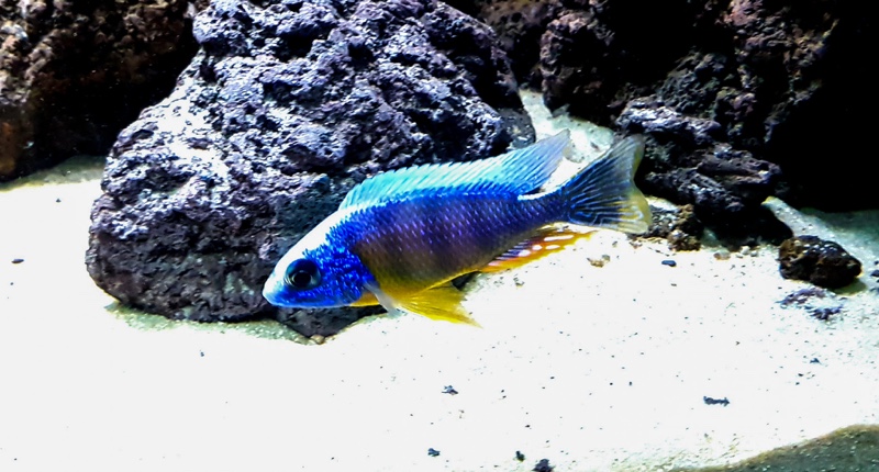 Protomelas sp. 'steveni taiwan' Higga Reef